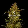 Tropicanna Glue SALE