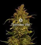Tropicanna Glue SALE