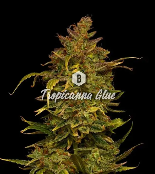 Tropicanna Glue SALE
