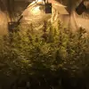 Tropicanna Glue SALE