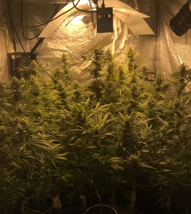 Tropicanna Glue SALE