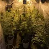 Tropicanna Glue SALE
