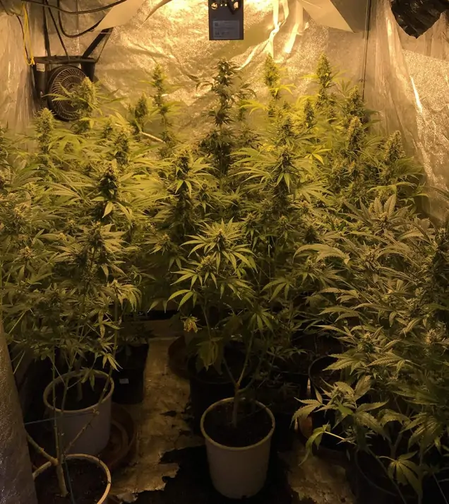Tropicanna Glue SALE