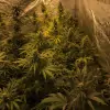 Tropicanna Glue SALE