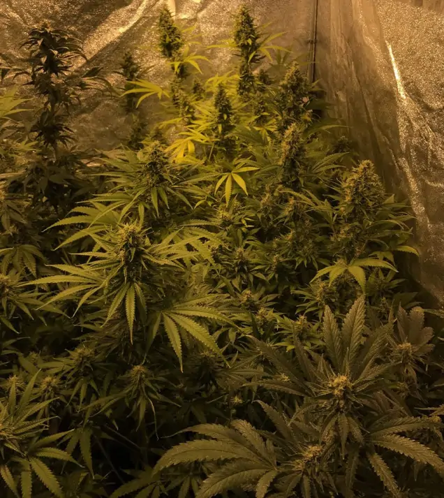 Tropicanna Glue SALE