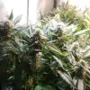 Tropicanna Glue SALE