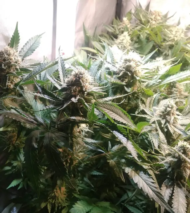 Tropicanna Glue SALE