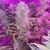 Tropicanna Glue SALE
