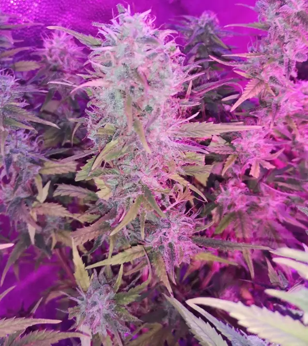 Tropicanna Glue SALE