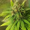 Tropicanna Glue SALE