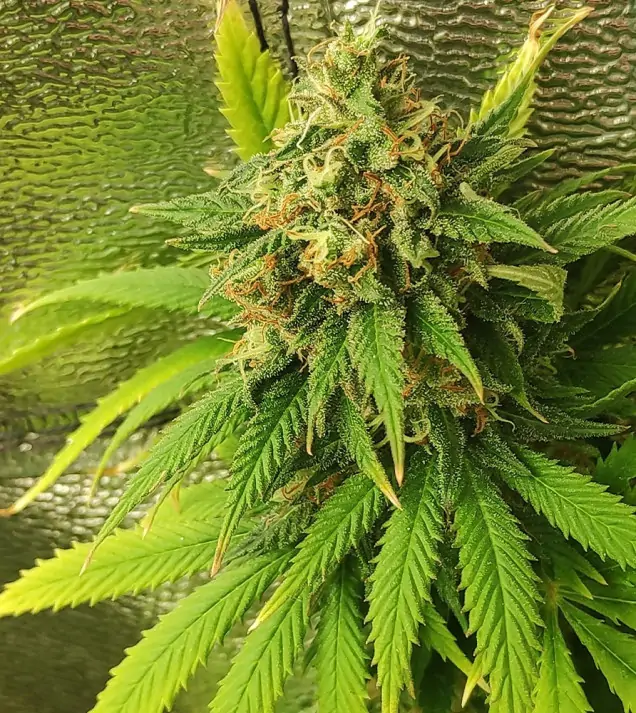 Tropicanna Glue SALE
