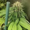 Tropicanna Glue SALE
