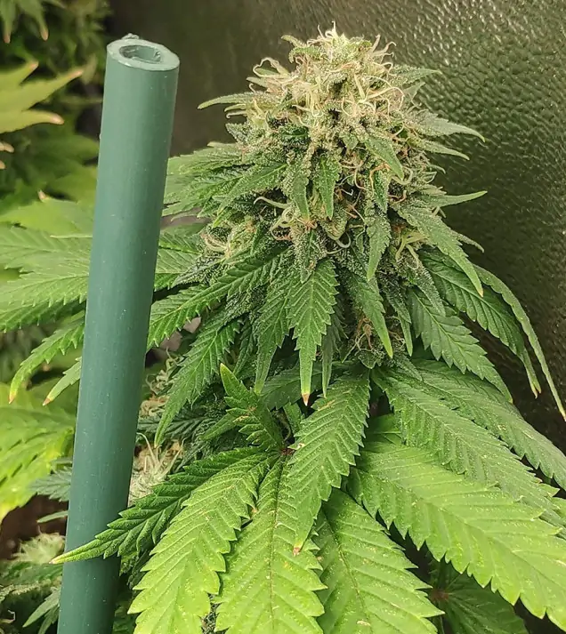 Tropicanna Glue SALE