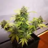 Tropicanna Glue SALE