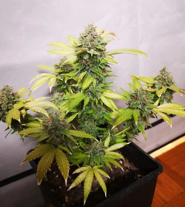 Tropicanna Glue SALE