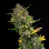 Outdoor Blue Shaman SALE