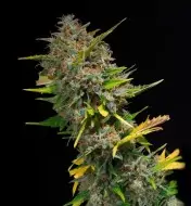 Outdoor Blue Shaman SALE