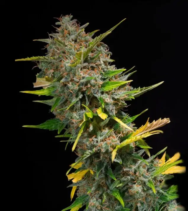 Outdoor Blue Shaman SALE