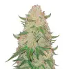 Power Plant SALE