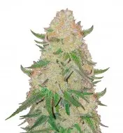 Power Plant SALE