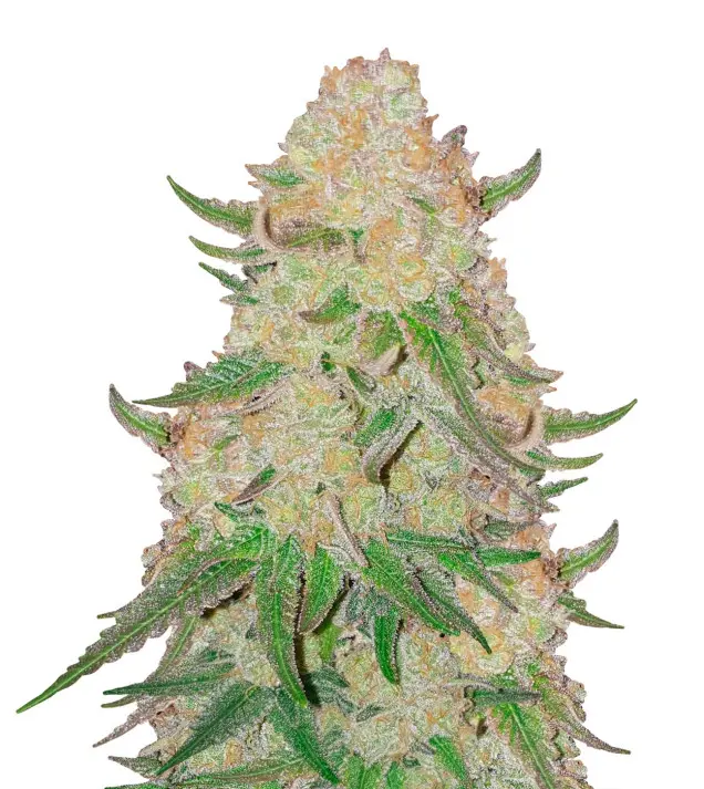 Power Plant SALE