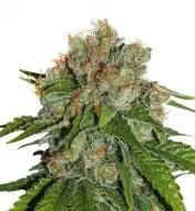Amnesia Auto SALE