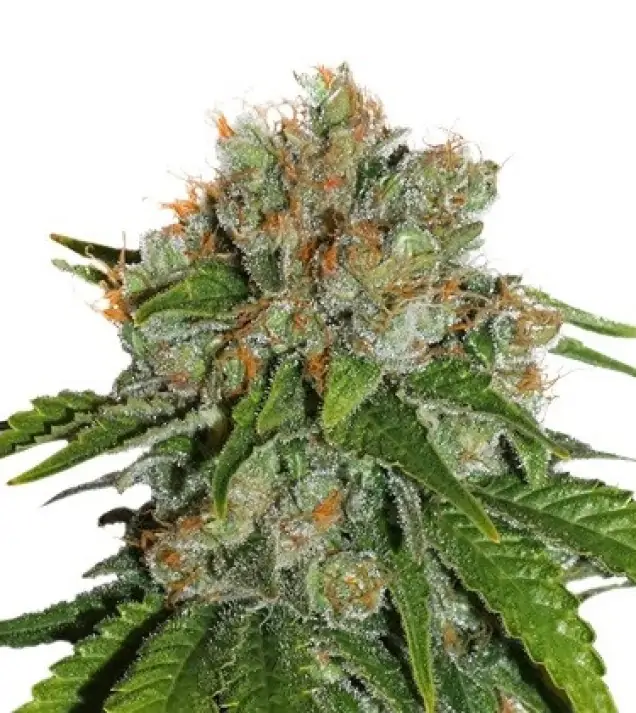 Amnesia Auto SALE