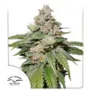 Auto Mokum's Tulip SALE