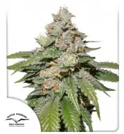 Auto Mokum's Tulip SALE