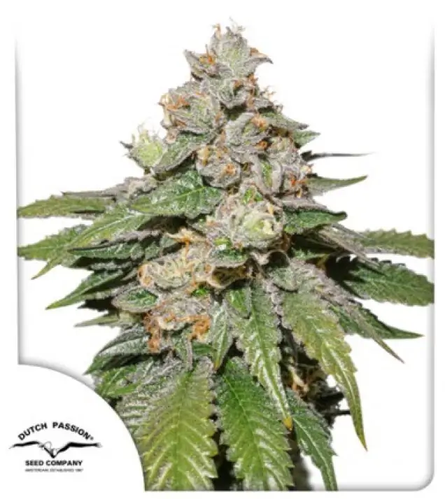 Auto Mokum's Tulip SALE