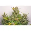 Auto Mokum's Tulip SALE