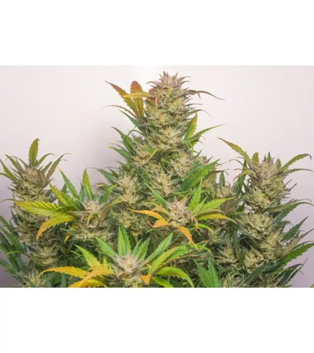 Auto Mokum's Tulip SALE