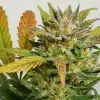 Auto Mokum's Tulip SALE