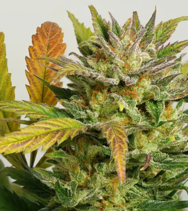 Auto Mokum's Tulip SALE
