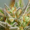 Auto Mokum's Tulip SALE