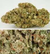 Auto SFV OG SALE