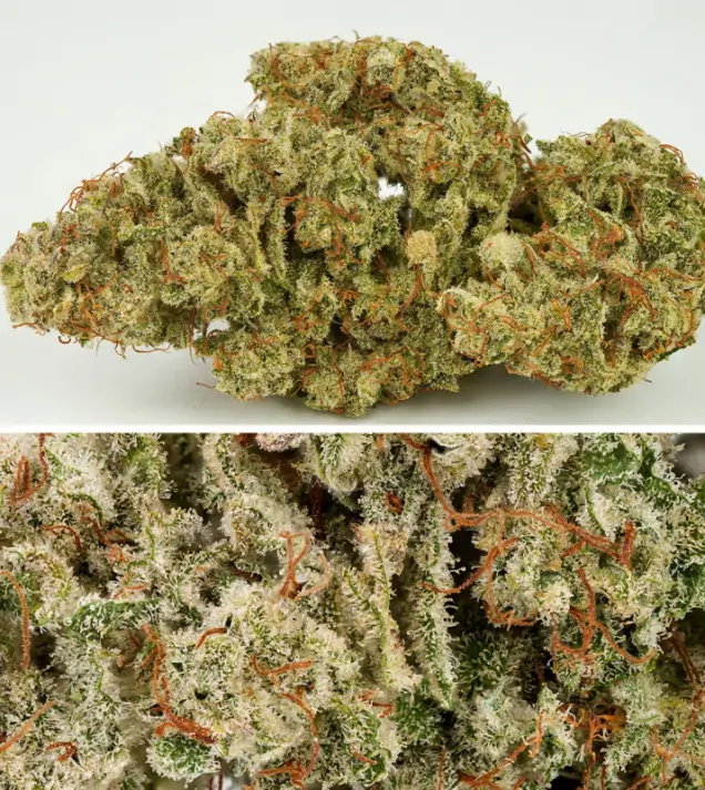 Auto SFV OG SALE