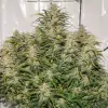 Auto SFV OG SALE
