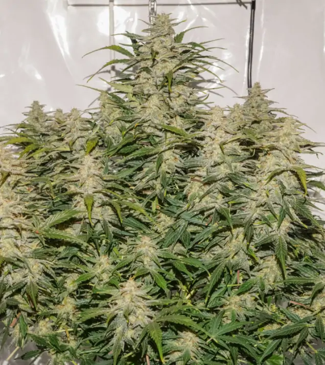 Auto SFV OG SALE