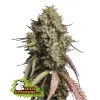 Gorilla Cookies Auto SALE