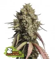 Gorilla Cookies Auto SALE