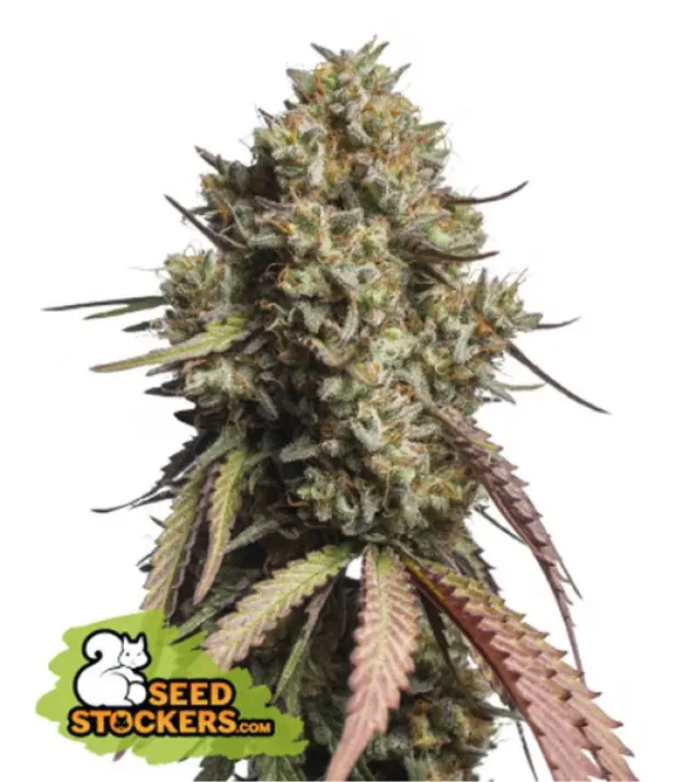 Gorilla Cookies Auto SALE