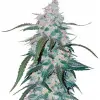 Pineapple SALE