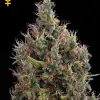 Big Bang Autoflowering SALE