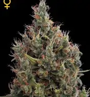 Big Bang Autoflowering SALE