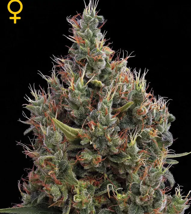 Big Bang Autoflowering SALE