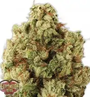 Green Ninja SALE