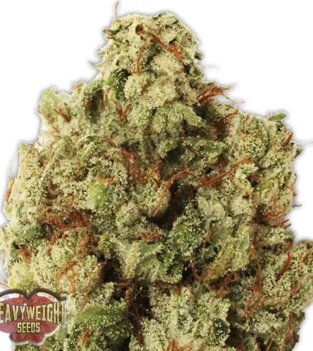 Green Ninja SALE