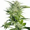 Big Bud SALE