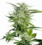 Big Bud SALE
